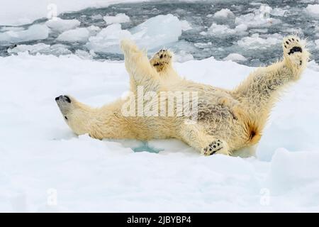 Orso polare (Ursus maritimus) rotolare su ghiaccio pack, Svalbard, Norvegia Foto Stock