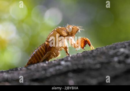 Svuotare Cicada Shell sul tronco dell'albero Foto Stock