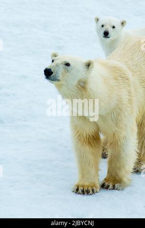 Orso polare (Ursus maritimus) madre e cucciolo su ghiaccio pack, Svalbard, Norvegia Foto Stock