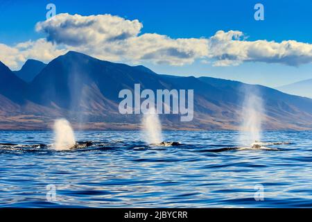 Tre colpi come Humpback Whales (Megaptera novaeangliae) superficie al largo West Maui Mountains (Kahalawai'), Maui, Hawaii Foto Stock