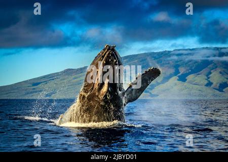 Breaching Humpback Whale (Megaptera novaeangliae), Maui, Hawaii Foto Stock