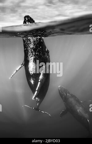 Foto subacquea, Nuoto Humpback Whale (Megaptera novaeangliae) fa un approccio vicino, Maui, Hawaii Foto Stock