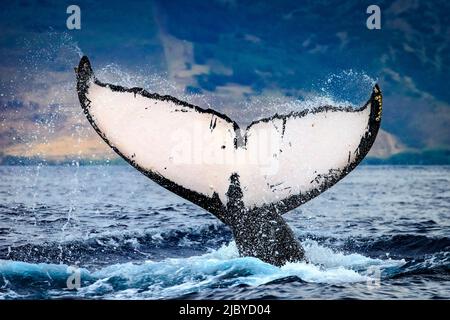 Whale racconto, Humpback Whale (Megaptera novaeangliae) solleva il suo fluke, Maui, Hawaii Foto Stock