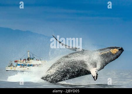 Whale humpback (Megaptera novaeangliae) brecce in da di barca di avvistamento delle balene, Maui, Hawaii Foto Stock