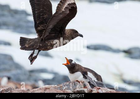 Gentoo Penguin (Pygoscelis papua) difendendo il nido da Brown Skua (Stercorarius antarcticus) a Port Lockroy, Antartide Foto Stock