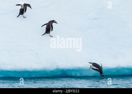 Pinguini Gentoo (Pygoscelis papua), salto da iceberg, Isola di Cuverville, Antartide Foto Stock