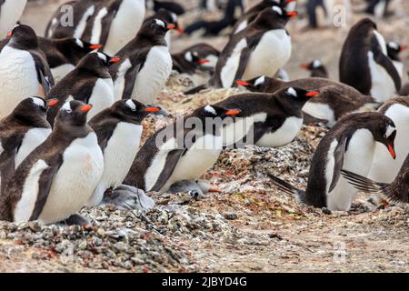 Pinguini Gentoo (Pygoscelis papua) nidificati con pulcini a Neko Harbour, nella penisola antartica, in Antartide Foto Stock