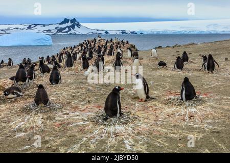 Pinguini Gentoo (Pygoscelis papua) nidificanti a Neko Harbour, nella penisola antartica Foto Stock