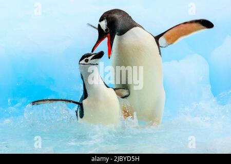 UINS (Pygoscelis papua) si confronta con i pinguini Chintrap (Pygoscelis antarcticus) sull'isola di Barrientos, sulle isole di Aitcho, sulle isole Shetland meridionali, in Antartide Foto Stock