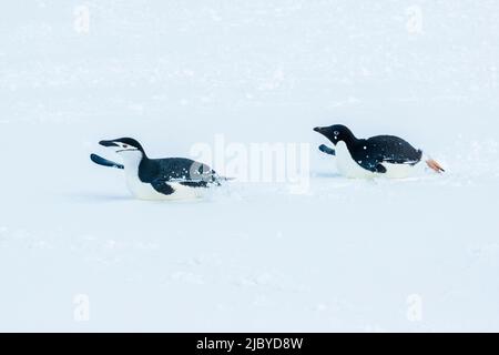 Il pinguino di Adelie (Pygoscelis adeliae) insegue il pinguino di Chinstrap (Pygoscelis antarcticus) all'isola di Half Moon, Isole Shetland meridionali, Antartide Foto Stock