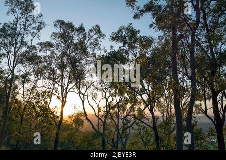 Nel tardo pomeriggio la luce del sole splende attraverso gli alberi di gum nel Parco Nazionale di Lamington Foto Stock