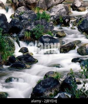 Acqua che corre tra rocce e flora nativa nel fiume Foto Stock