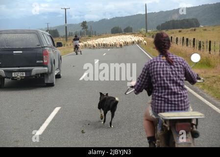 Greymouth, Nuova Zelanda, 6 gennaio 2022: Un coltivatore musters una folla di pecore su una strada di campagna Foto Stock