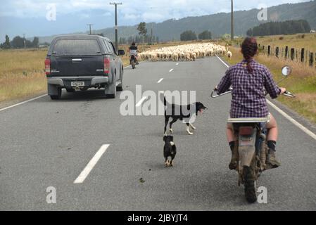 Greymouth, Nuova Zelanda, 6 gennaio 2022: Un coltivatore musters una folla di pecore su una strada di campagna Foto Stock