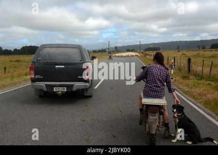 Greymouth, Nuova Zelanda, 6 gennaio 2022: Un coltivatore musters una folla di pecore su una strada di campagna Foto Stock