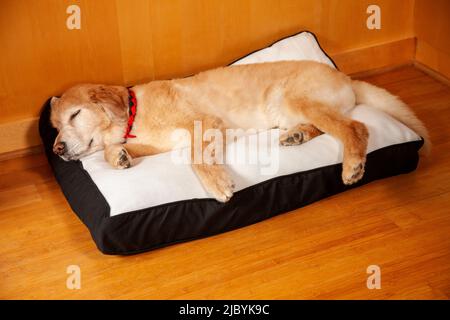 Golden Retriever sdraiato sul letto del cane su pavimento di bambù, dormire Foto Stock