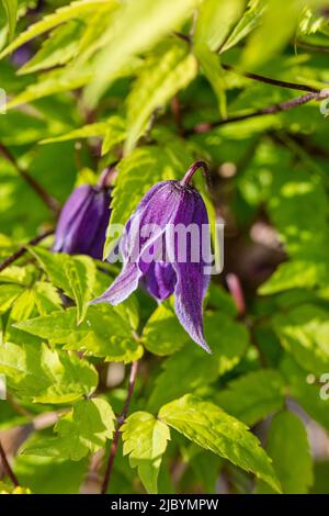 "Helsingborg' Clematis alpina, Alpklematis (Clematis alpina) Foto Stock