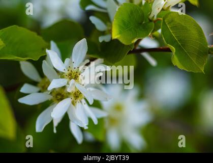 La famiglia Amelanchier Rosaceae fiorisce a fine maggio con ariosi fiori bianchi. Fuoco selettivo, sfocato, nessuno, primo piano Foto Stock