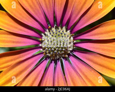 primo piano su arancio e rosa spagnolo margurite fiore Foto Stock
