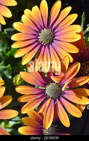 primo piano su arancio e rosa spagnolo margurite fiore Foto Stock