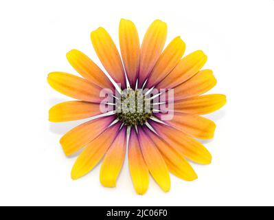 primo piano su arancio e rosa spagnolo margurite fiore su sfondo bianco Foto Stock