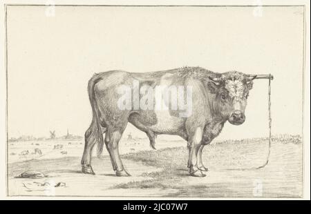 toro in piedi, a destra, disegnatore: Jean Bernard, 1775-1833, carta, a 173 mm x l 265 mm Foto Stock