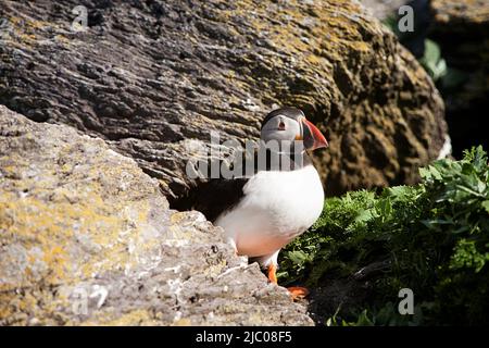 La puffina atlantica (Fratercola arctica) che si erge su una scogliera, Skellig Michael, Repubblica d'Irlanda Foto Stock