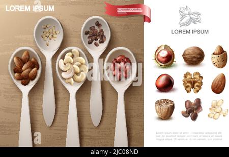 Realistico naturale NUTS colorato concetto con cashew mandorla arachidi e pinoli in illustrazione vettoriale cucchiai Illustrazione Vettoriale