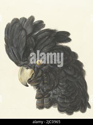 Testa nera con pennacchi a sinistra di un cockatoo a coda rossa (Calyptorhynchus banksii), testa di un cockatoo testa di un pappagallo, disegnatore: Aert Schouman, 1725 - 1792, carta Foto Stock