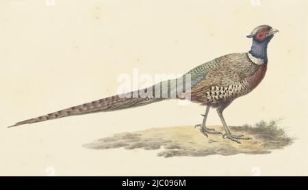 Pheasant, relatore: Pieter Pietersz. Barbier, 1759 - 1842, carta, spazzola, h 259 mm x l 446 mm Foto Stock