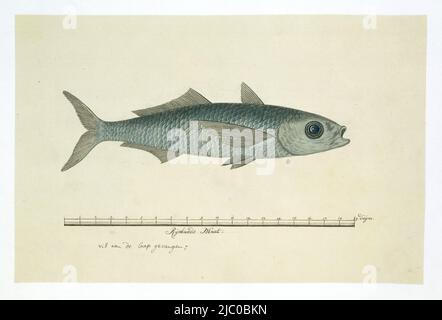 Un pesce (Mugilidae) catturato al Capo, con una scala in pollici della Renania, Pesce dell'Ordine Mugilidae (triglie), disegnatore: Robert Jacob Gordon, (attribuito a), Ott-1777 - Mar-1786, carta, pennello, a 660 mm x l 480 mm, a 227 mm x p 351 mm Foto Stock