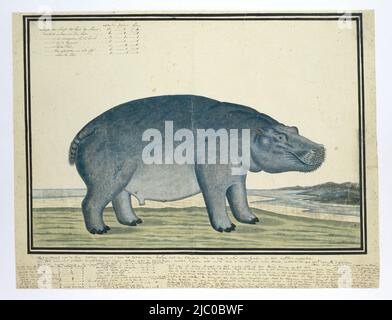 Un ippopotamo (Hippopotamo anfibio), chiamato al manatee del Capo, Hippopotamus anfibio capensis (Hippopotamus), disegnatore: Robert Jacob Gordon, c.. 18-Nov-1777 - 20-Nov-1777, carta, penna, spazzola, h 660 mm x l 480 mm, h 410 mm x l 539 mm, h 334 mm x l 481 mm Foto Stock