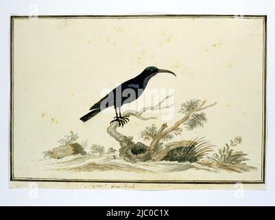 Studio degli uccelli: Uccello nero del miele (Nectarinia amethystina), Nectarinia amethystina (uccello ametista di Amethyst)., disegnatore: Robert Jacob Gordon, Oct-1777 - Mar-1786, carta, penna, pennello, a 660 mm x l 480 mm, a 239 mm x p 352 mm, a 221 mm x p 341 mm Foto Stock