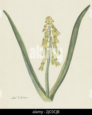 Lachenalia aloides (L.f.) Engl, Lachenalia aloides (L.f.) Inglese (Fiore Opale), disegnatore: Robert Jacob Gordon, Ott-1777 - Mar-1786, carta, penna, pennello, a 660 mm x l 480 mm, a 304 mm x p 255 mm Foto Stock