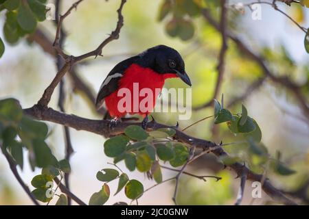 shrike dai capelli rossi, Rotbauchwürger Foto Stock