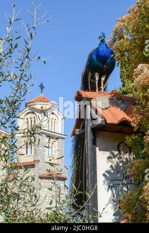 Peacock al monastero di San Naum in Macedonia Foto Stock