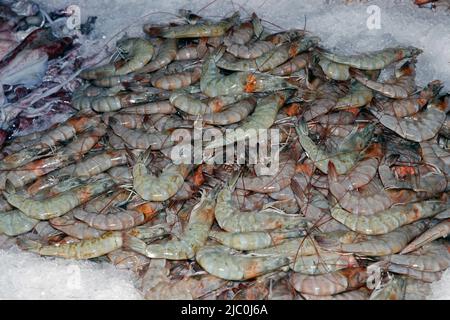 gamberetti freschi o gamberetti su un letto di ghiaccio in una bancarella del mercato del pesce Foto Stock