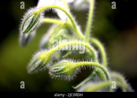 White Borage, la Garden Station, restaurata stazione ferroviaria vittoriana, Langley-on-Tyne, Northumberland Foto Stock