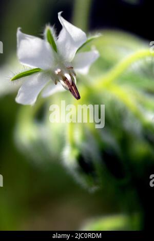 White Borage, la Garden Station, restaurata stazione ferroviaria vittoriana, Langley-on-Tyne, Northumberland Foto Stock