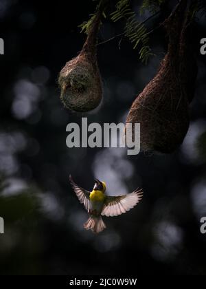 Andando a casa, un uccello maschio Baya Weaver che vola verso il suo nido per renderlo perfetto al fine di attrarre uccelli femminili. Foto Stock