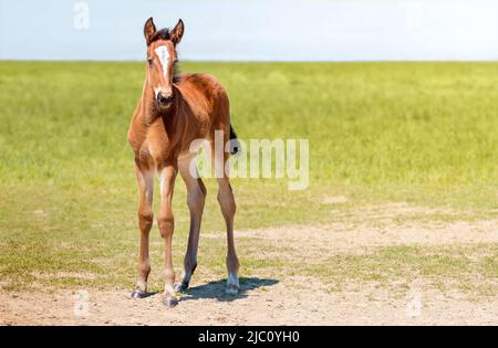 Primo piano dei nemici. Ritratto di un colt purosangue pascolo in un prato. Pascolo in una giornata estiva soleggiata. Sfondo estivo Foto Stock