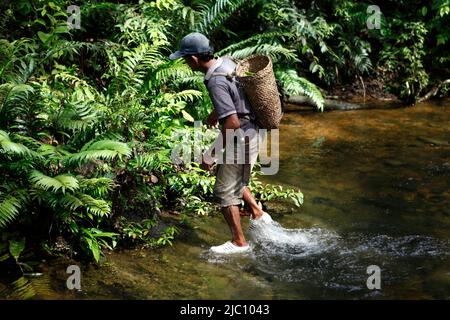 Un uomo che attraversa un torrente durante un incarico comunitario per la fonte di acqua pulita e l'installazione di acqua che si trova in profondità nella foresta. L'impianto fornisce acqua dolce alla comunità IBAN di Dayak che vive nella solitaria di Sungai Utik, Batu Lintang, Embaloh Hulu, Kapuas Hulu, West Kalimantan, Indonesia. Foto Stock