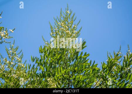 Foglie verdi dell'altissima Ailanthus. Ailanthus altissima, comunemente noto come albero del cielo, ailanthus, albero di vernice, o come chouchun Foto Stock