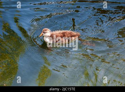 Coot (Fulica atra) pulcini sul lago, fauna selvatica irlandese, Foto Stock