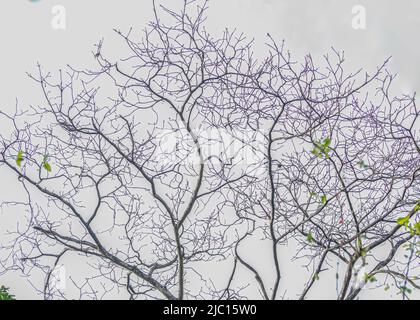 Rami che assomiglia a vene di un albero contro il cielo Foto Stock