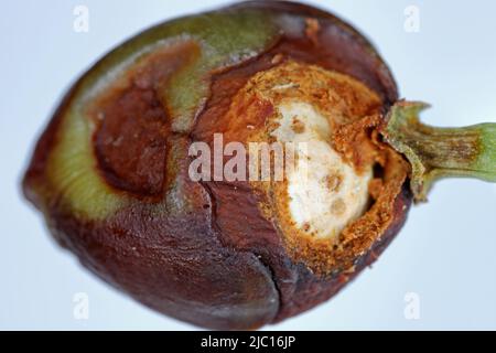 Dolce di ciliegia o di frutta di pietra Anthonomus Furcipes Retrostris. Frutta di ciliegia non matura infestata da questa peste di albero di pietra. Foto Stock