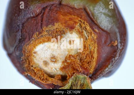 Dolce di ciliegia o di frutta di pietra Anthonomus Furcipes Retrostris. Frutta di ciliegia non matura infestata da questa peste di albero di pietra. Foto Stock