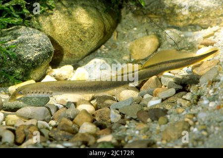 Brook Lamprey, lamprey di ruscello europeo (Lampetra planeri), su ghiaia, Germania, Baviera Foto Stock