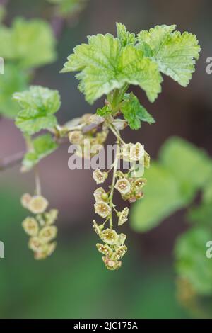 Ribes rosso settentrionale (Ribes rubrum), infiorescenza, Germania Foto Stock