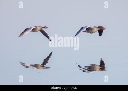 Grigielag oca (Anser anser), coppia volante con immagine speculare sulla superficie del lago, Germania, Baviera Foto Stock